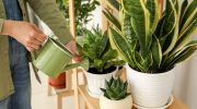 This harms sansevieria in autumn and winter. Do you see the signs? Act before it wastes away
