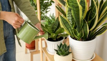 This harms sansevieria in autumn and winter. Do you see the signs? Act before it wastes away