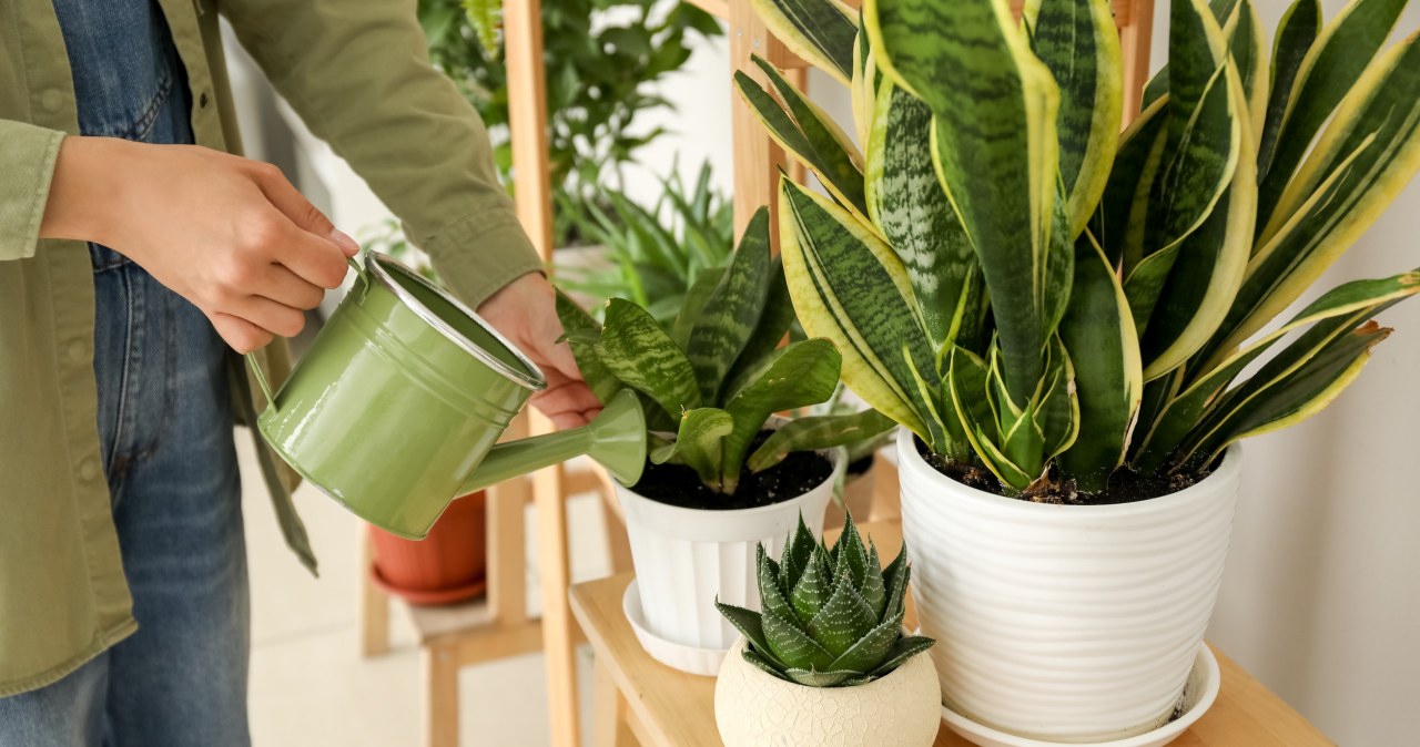 This harms sansevieria in autumn and winter. Do you see the signs? Act before it wastes away
