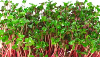 You can buy it in Lidl and Biedronka. Eat regularly and you will improve your health and rejuvenate your complexion