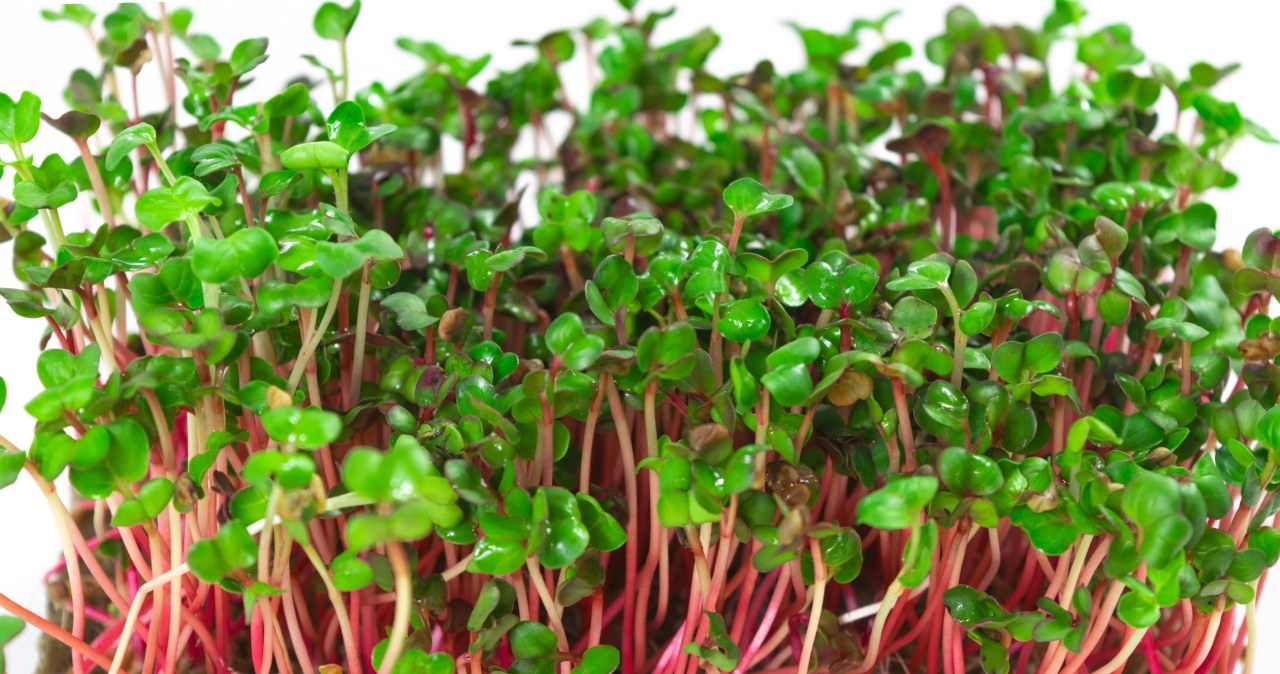 You can buy it in Lidl and Biedronka. Eat regularly and you will improve your health and rejuvenate your complexion