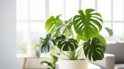 Monstera leaves don't have holes? The florist reveals a reason that will surprise you