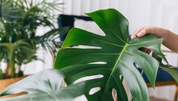 Monstera needs your support. Water it with this in the fall