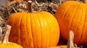 Pumpkin season is coming to an end. Do it now to start growing your own