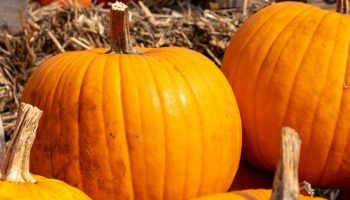 Pumpkin season is coming to an end. Do it now to start growing your own