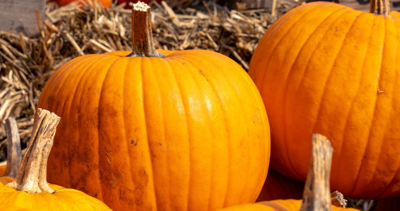 Pumpkin season is coming to an end. Do it now to start growing your own