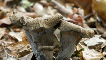 They call it black gold. These forests are full of them now