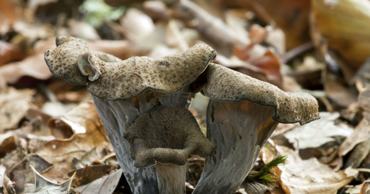 They call it black gold. These forests are full of them now