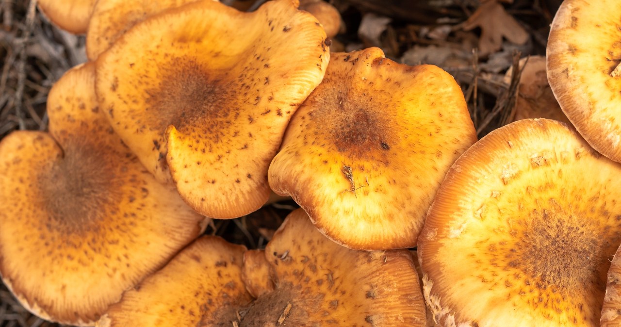 It is the largest mushroom in the world. You can find him in the forest right now