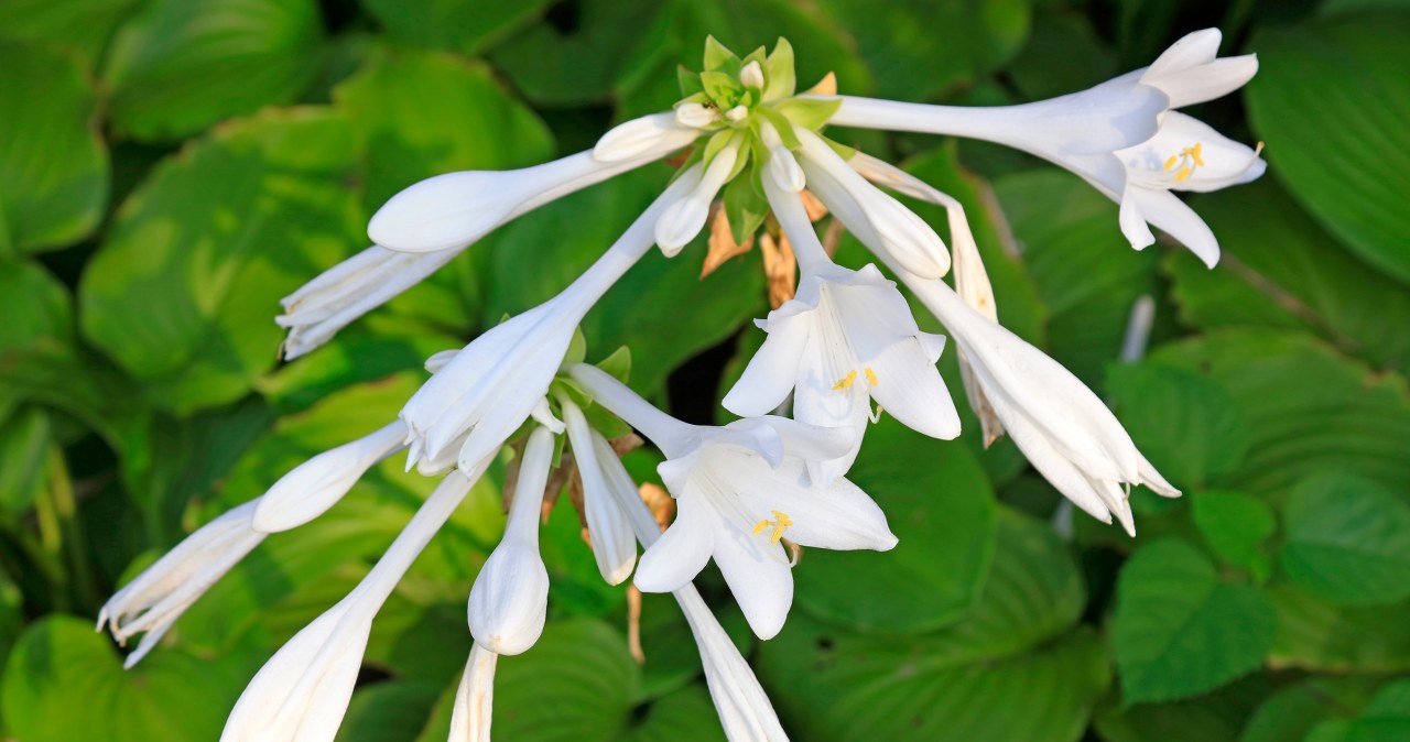 This is the last moment to plant this plant. In spring it will delight the entire area