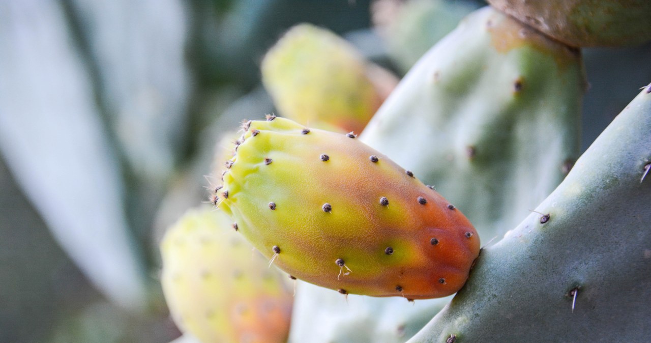 Spiky shell, sweet inside. It protects the liver like nothing else and cleanses the body