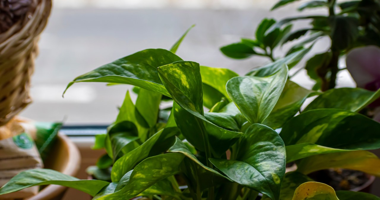 Purifies the air and improves your mood. The perfect plant for a small apartment