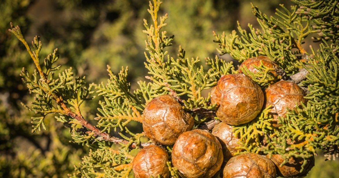 Plant it instead of thuja. It is prettier and more elegant                
