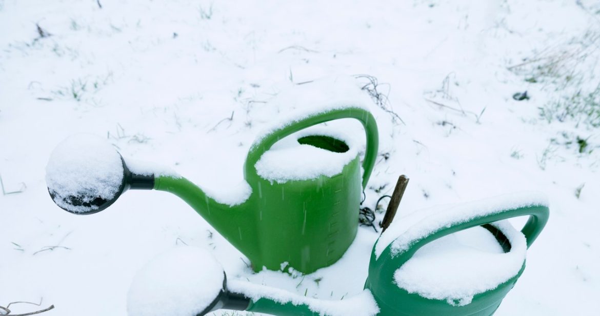 Do you need to water your plants in winter? The gardener explains                
