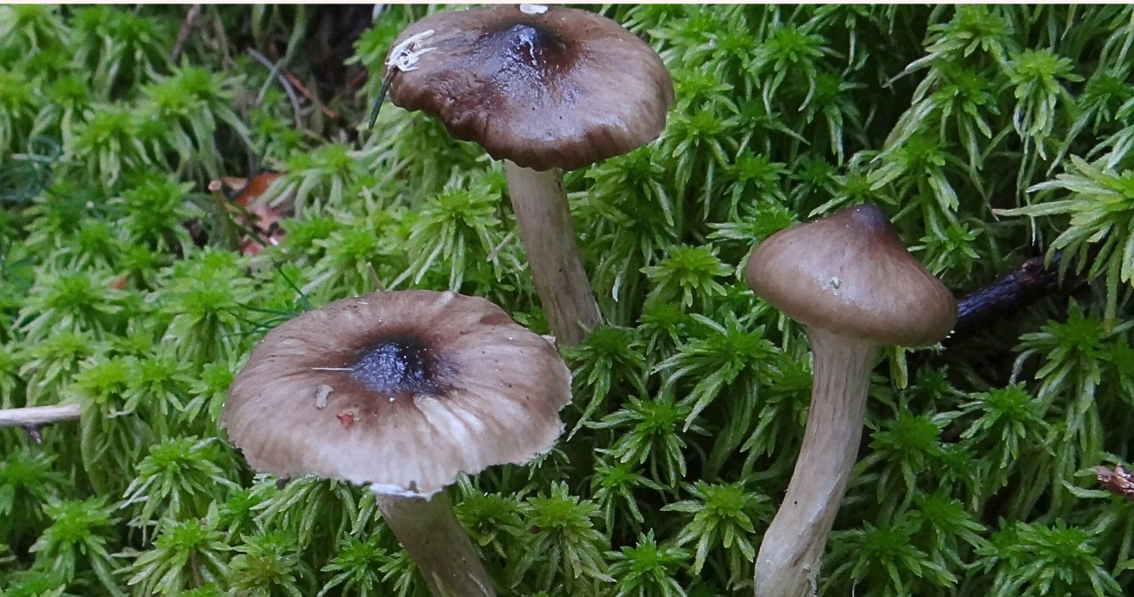 The season for these mushrooms is just beginning. They are tasty, but little known
