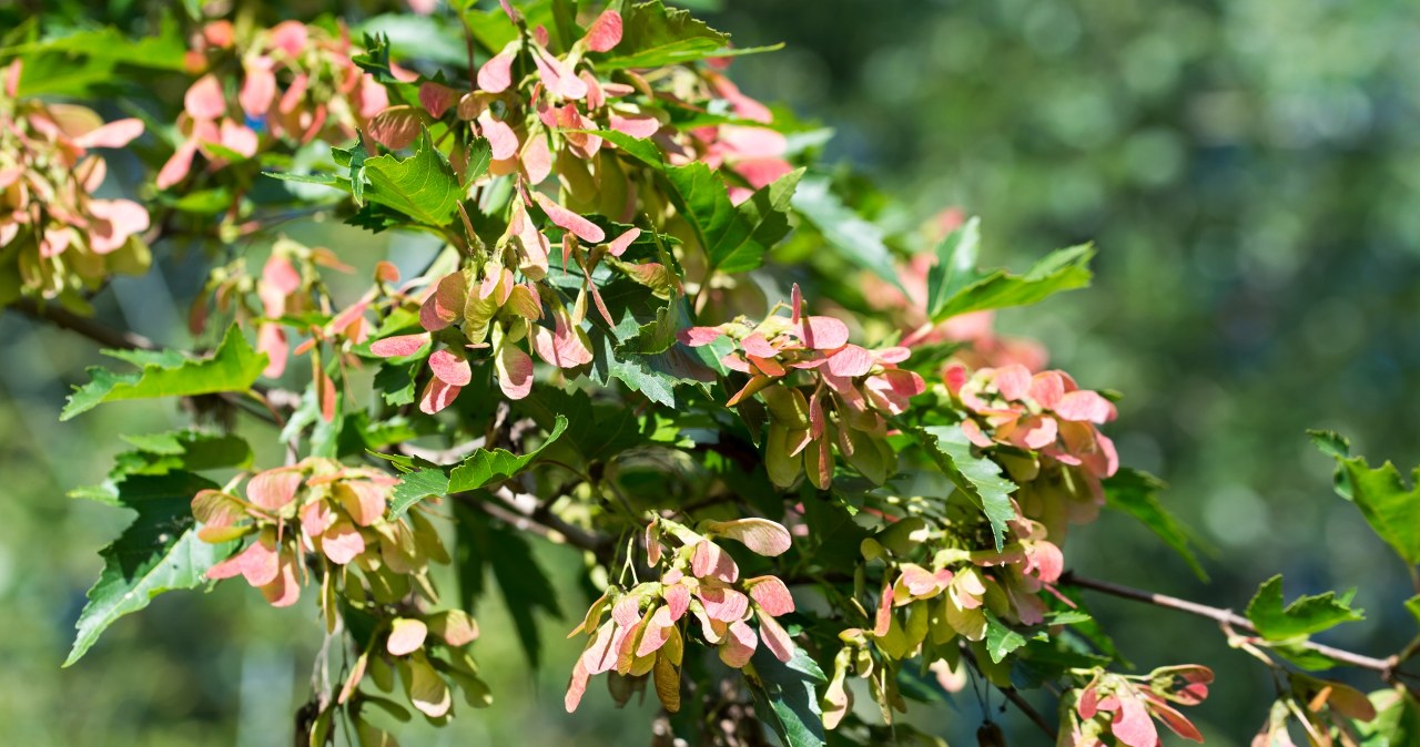 A neighbor planted it in the garden and everyone envies it. A tree that attracts attention