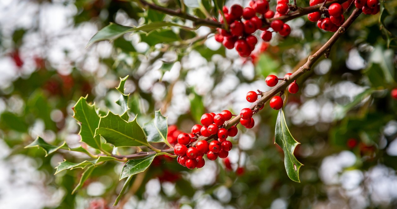 This is the prettiest plant for the holidays. Just one mistake is enough for it to lose its leaves