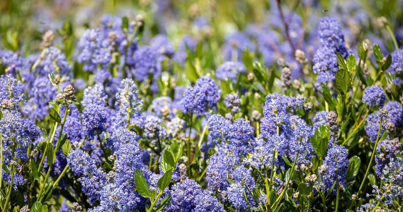 It is even more beautiful than hydrangeas and floods the garden with blue flowers. I've already planted it
