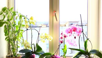 Do you do this with an orchid in November? Don't be surprised if it doesn't bloom