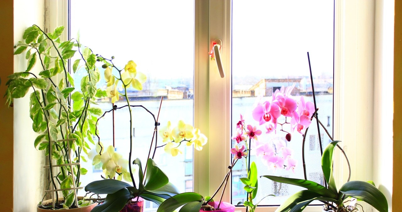 Do you do this with an orchid in November? Don't be surprised if it doesn't bloom