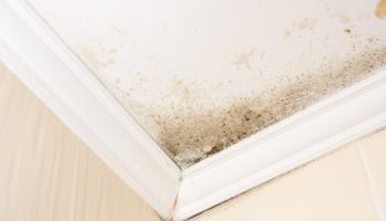 Forget about mold in your apartment. You will get rid of moisture so quickly