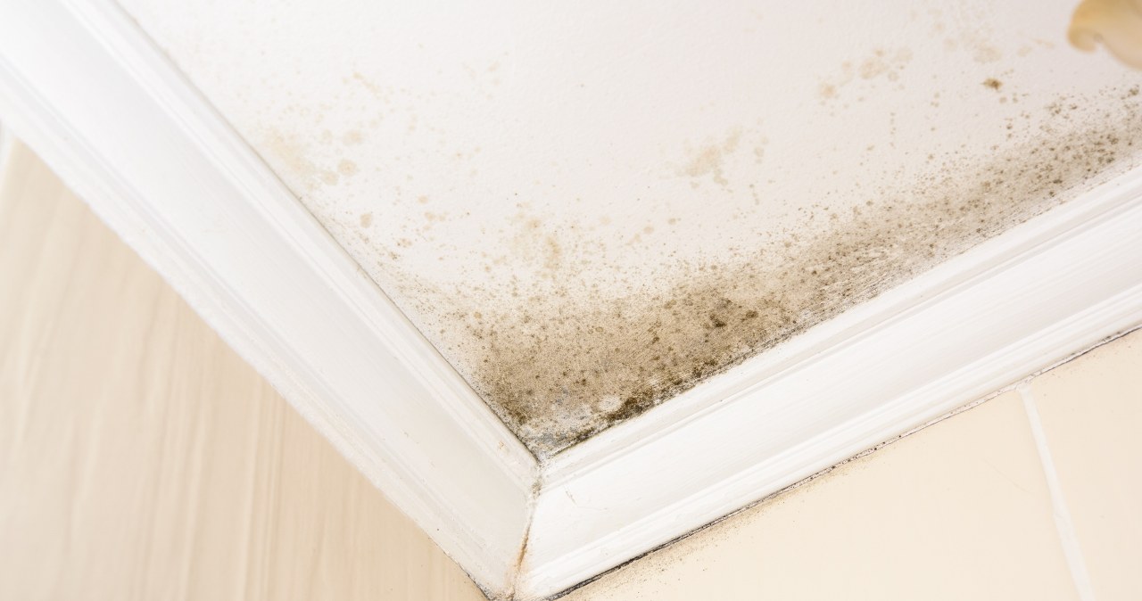 Forget about mold in your apartment. You will get rid of moisture so quickly