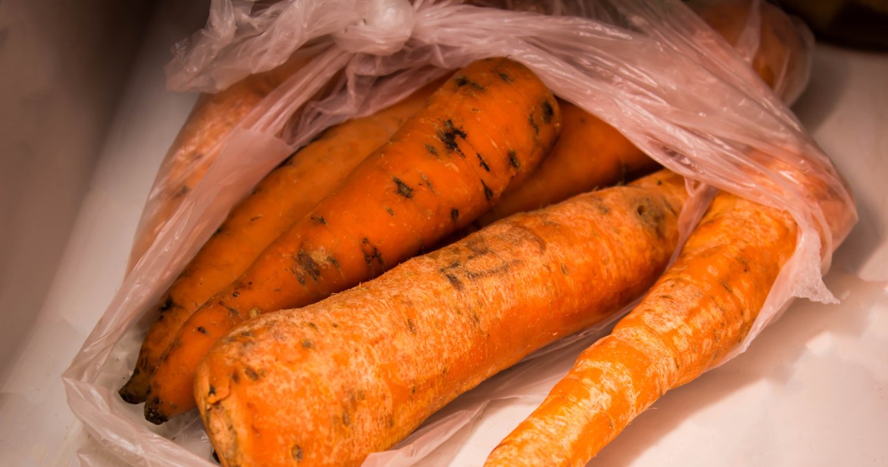 Carrots will last longer than two weeks in the refrigerator. It will be hard and juicy, but on one condition