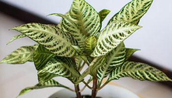 Is the Spathiphyllum still withering? This plant is just as pretty and easier to grow
