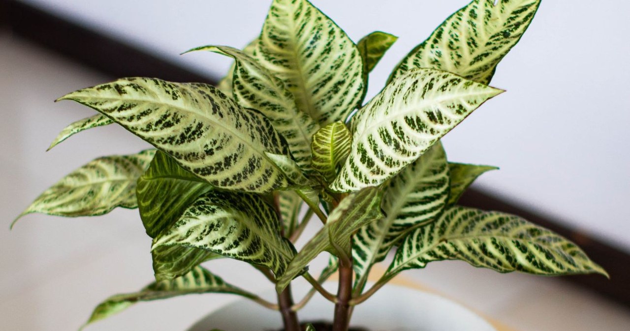 Is the Spathiphyllum still withering? This plant is just as pretty and easier to grow