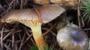 This mushroom is even better than the butter mushroom. Now you can find it in the forests