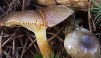 This mushroom is even better than the butter mushroom. Now you can find it in the forests