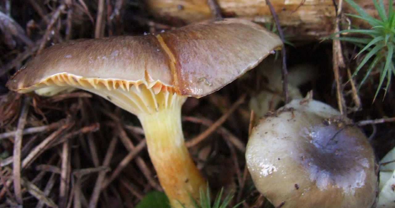 This mushroom is even better than the butter mushroom. Now you can find it in the forests