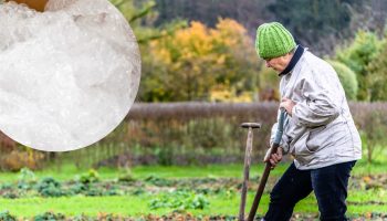 Instead of throwing away the bubble wrap, take it out to the garden. The effect will surprise you