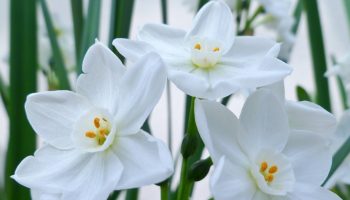 It smells like gingerbread. Plant it today and it will bloom before Christmas
