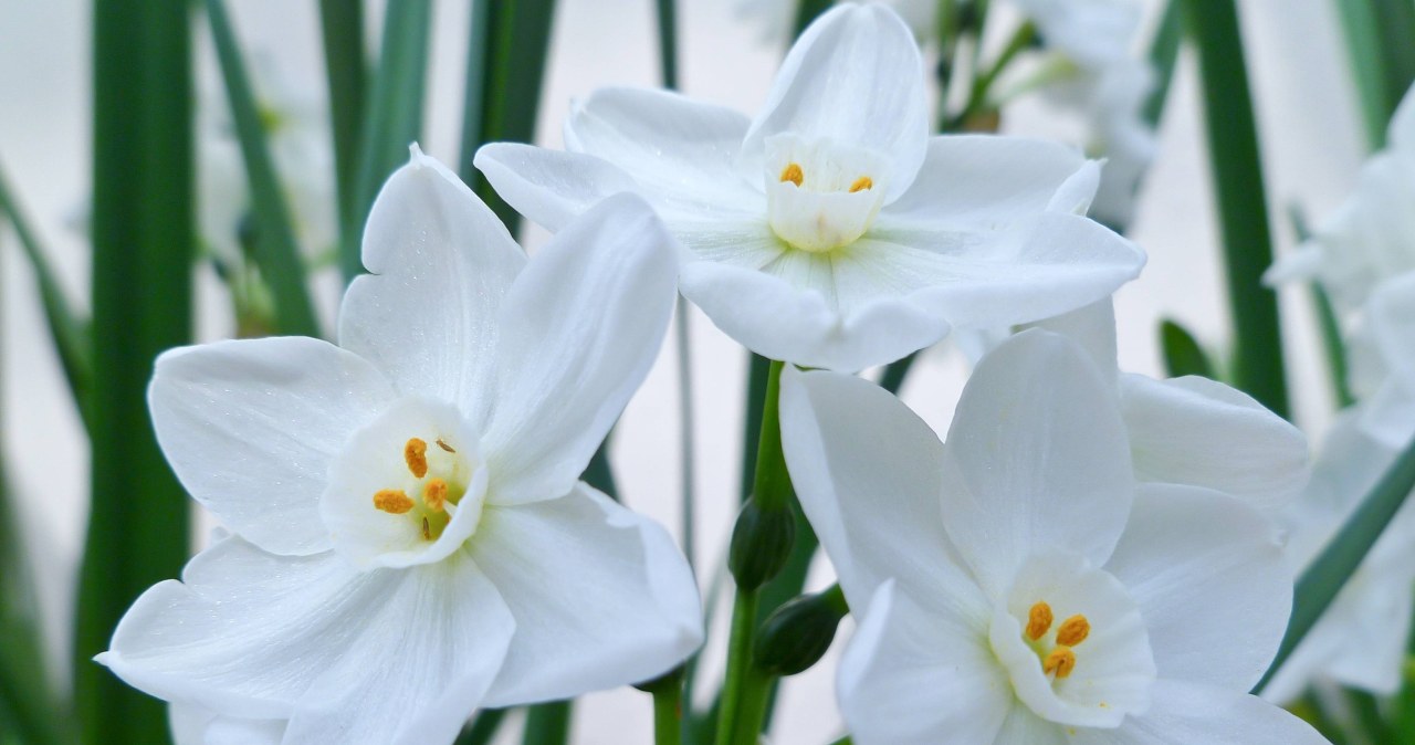 It smells like gingerbread. Plant it today and it will bloom before Christmas