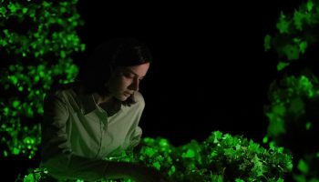 This plant glows in the dark. Additionally, it blooms beautifully and is easy to grow