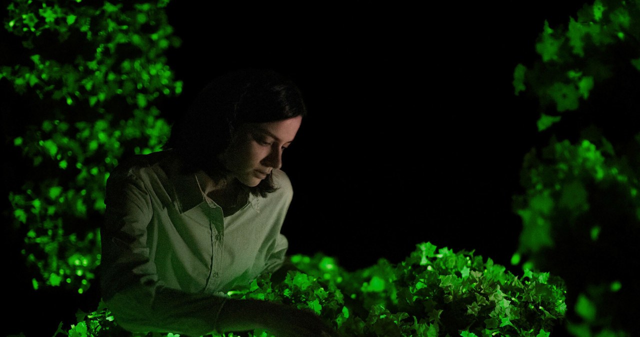 This plant glows in the dark. Additionally, it blooms beautifully and is easy to grow