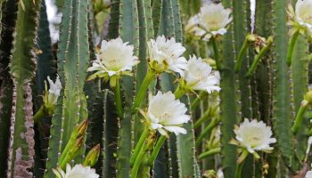 This plant only blooms at night. It looks stunning, but is capricious