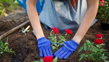 Grandma always buried it under the roses. Winter wasn't terrible for them