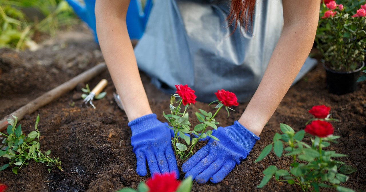 Grandma always buried it under the roses. Winter wasn't terrible for them