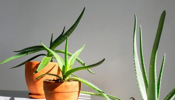 These houseplants will survive anything. Perfect for forgetful and busy people