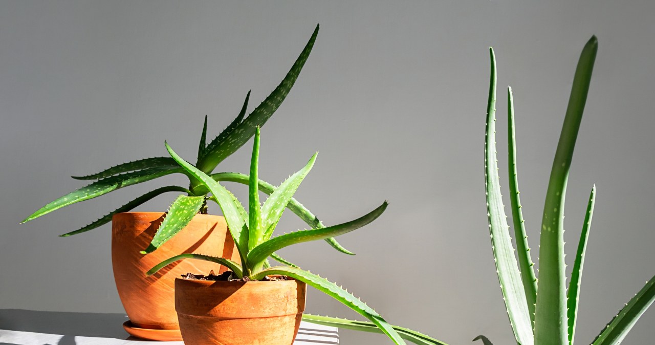 These houseplants will survive anything. Perfect for forgetful and busy people