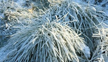 Do this in the garden after the first frost. The plants will thank you