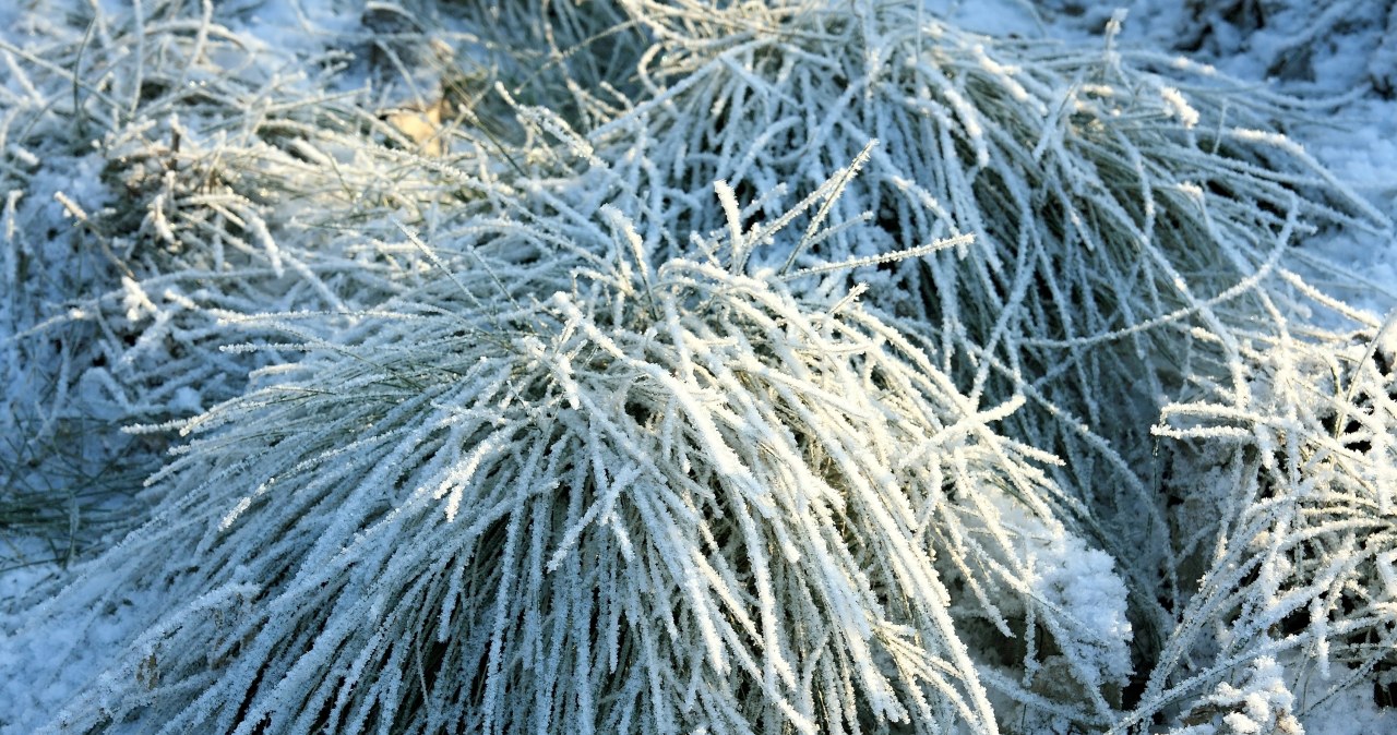 Do this in the garden after the first frost. The plants will thank you