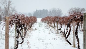 Do this with the vines in November. Even a heavy frost won't scare her