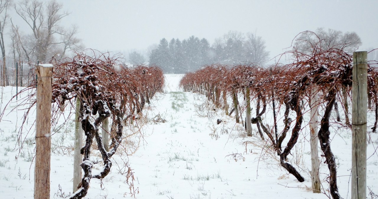 Do this with the vines in November. Even a heavy frost won't scare her