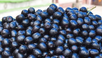 It is neither plum nor olive. A spicy yet sweet superfruit for diabetes, good digestion and immunity