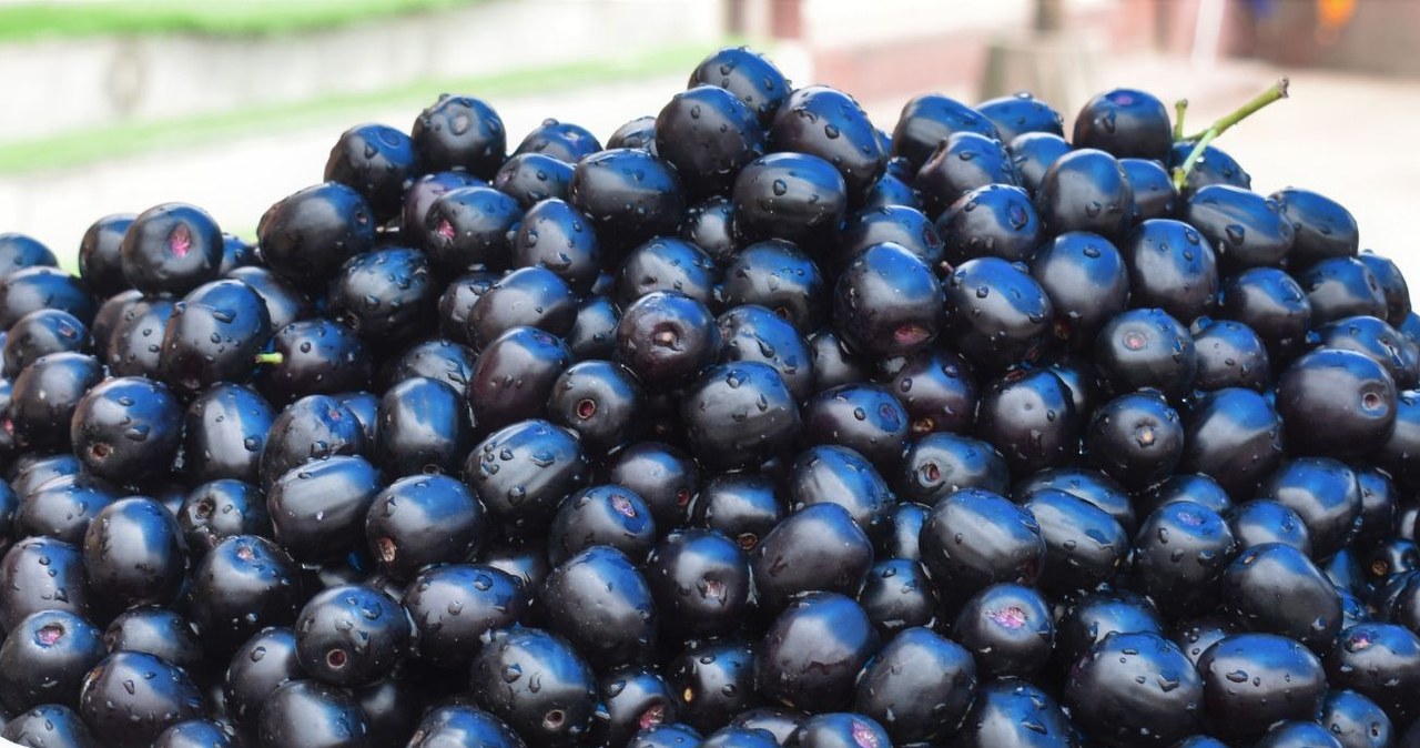 It is neither plum nor olive. A spicy yet sweet superfruit for diabetes, good digestion and immunity