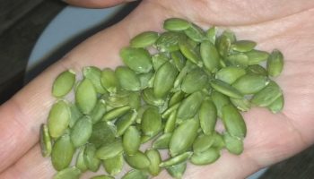 A crunchy snack that reduces stress. It cleanses the intestines, takes care of the heart and helps you sleep better