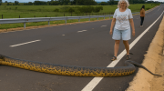 A giant anaconda blocked the road and drivers solved the problem this way [vídeo]